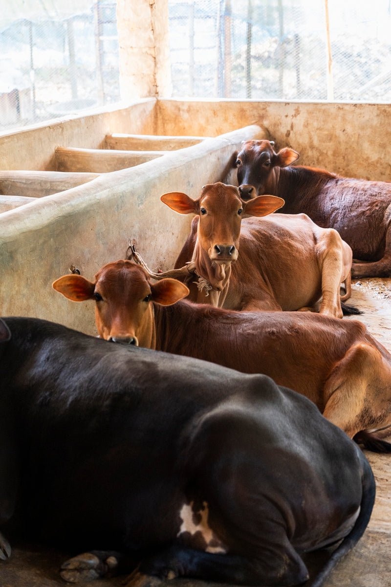 So funktioniert The Cow Funder Initiative